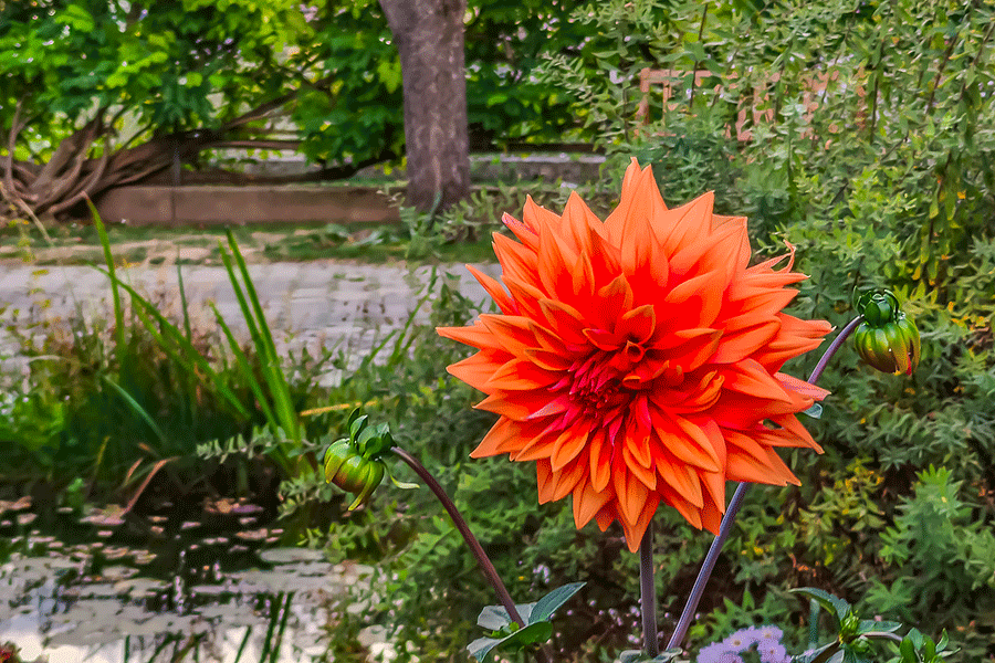 Rote - hohe Dahlie blüht noch im Oktober in unserem Vorgarten. Foto JoSt   2026